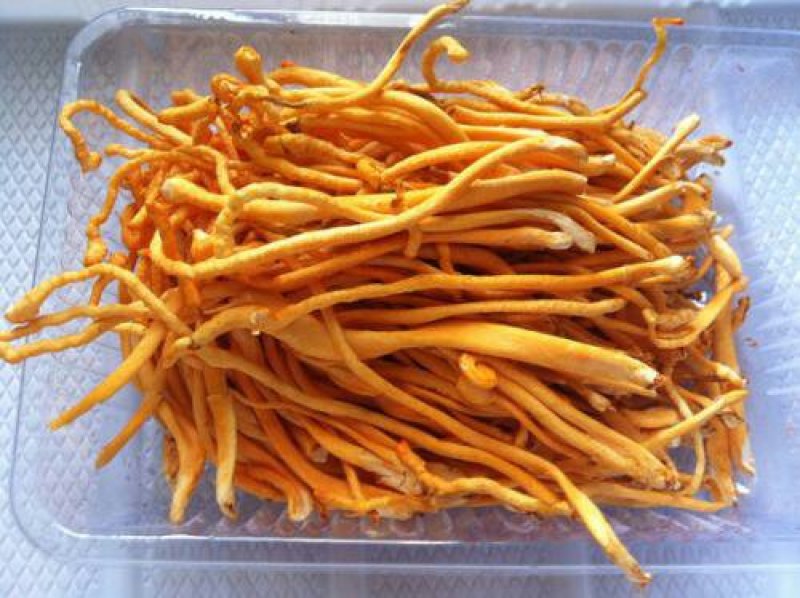 虫草花，常年批发供应虫草花中药材