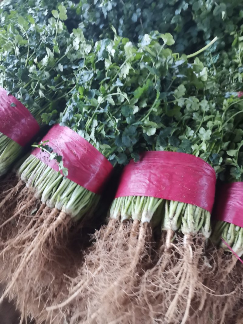山东大叶香菜优质香菜大量上市中，标准25-30公高