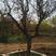 万亩榴园常年供应各种规格精品石榴古树20-40公分石榴树