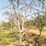 万亩榴园常年供应各种规格精品石榴古树20-40公分石榴树