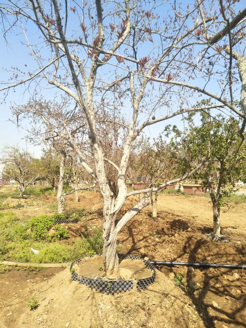 万亩榴园常年供应各种规格精品石榴古树20-40公分石榴树