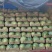 【推荐】8424西瓜6斤打底8成熟1茬，一条龙服务