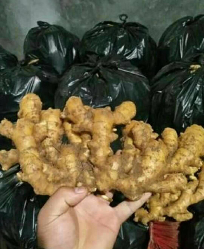 生姜产地直销，窖藏鲜姜嫩姜，品种齐全，欢迎咨询