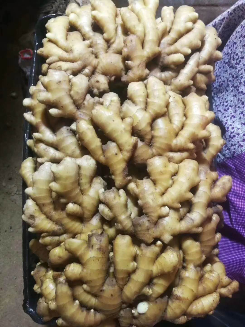 生姜产地直销，窖藏鲜姜嫩姜，品种齐全，欢迎咨询