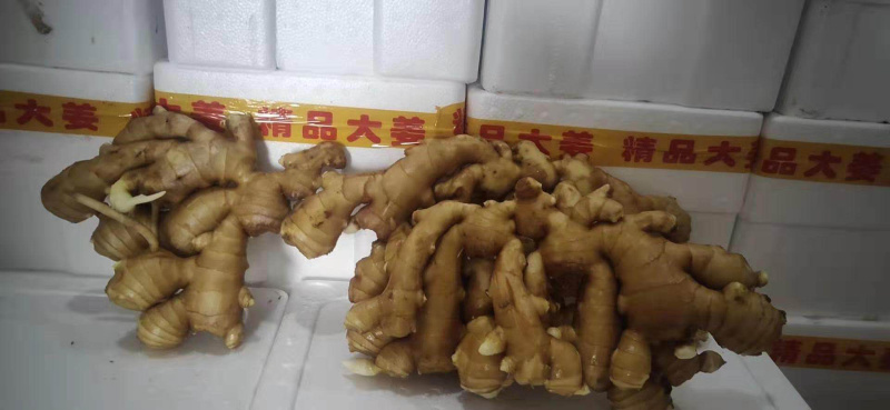 生姜产地直销，窖藏鲜姜嫩姜，品种齐全，欢迎咨询