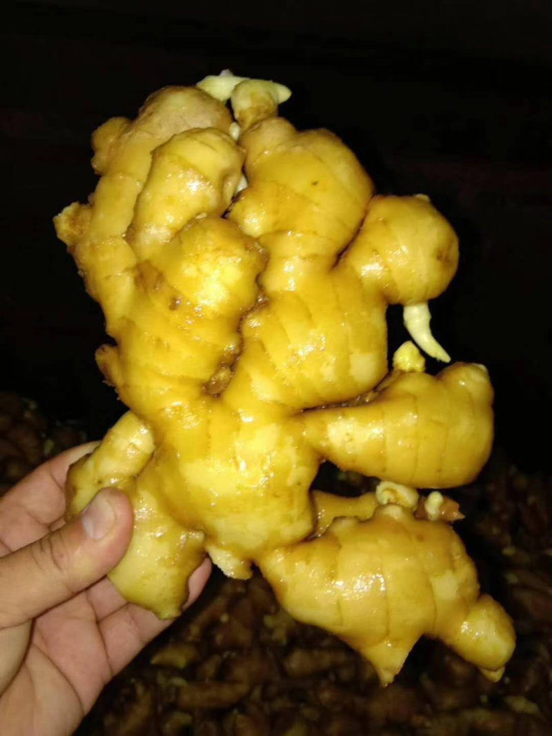生姜产地直销，窖藏鲜姜嫩姜，品种齐全，欢迎咨询