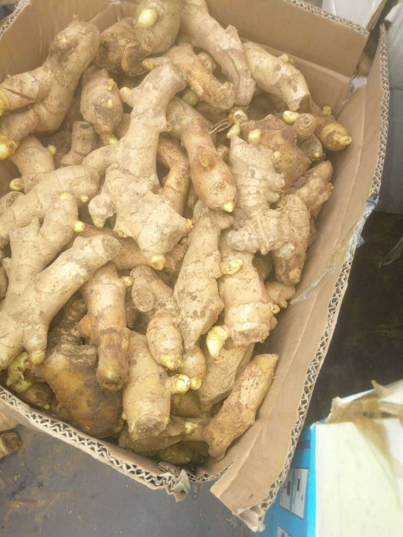 生姜产地直销，窖藏鲜姜嫩姜，品种齐全，欢迎咨询