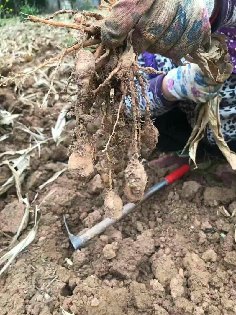 黄丝郁金种植简单产量高可套种一件全国代发