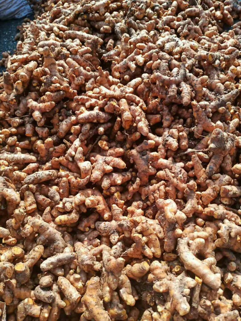 黄丝郁金种植简单产量高可套种一件全国代发