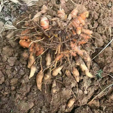 黄丝郁金种植简单产量高可套种一件全国代发