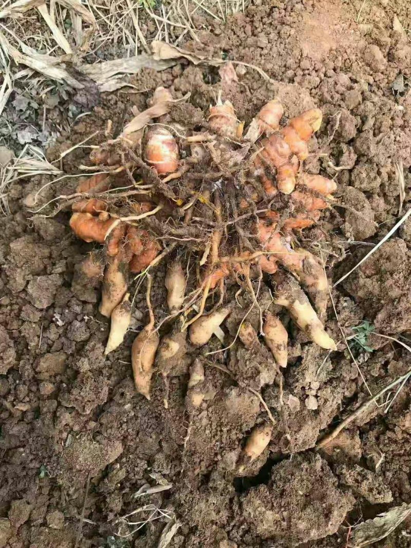 黄丝郁金种植简单产量高可套种一件全国代发