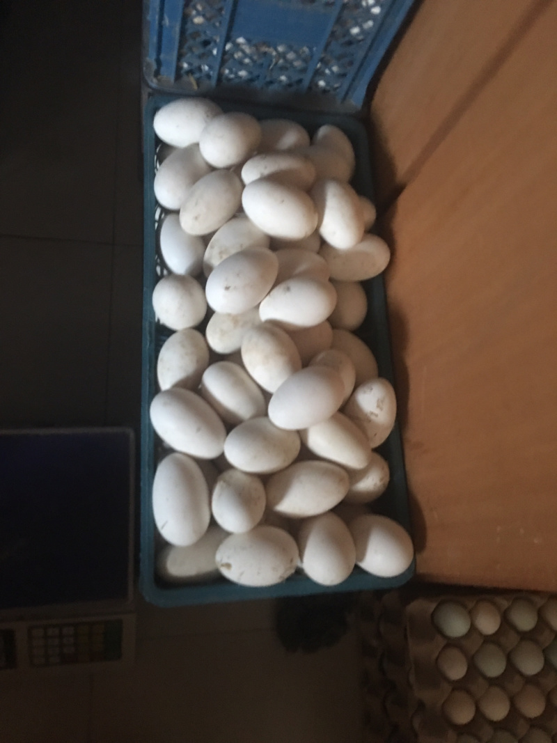 鹅蛋种蛋