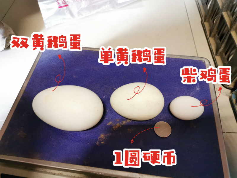 鹅蛋种蛋