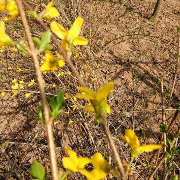 供应钙果苗，3年连翘苗