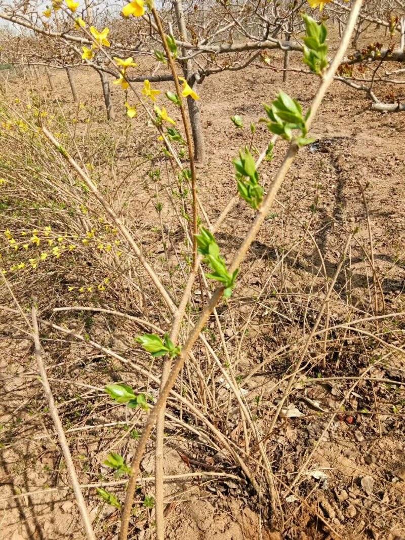 供应钙果苗，3年连翘苗