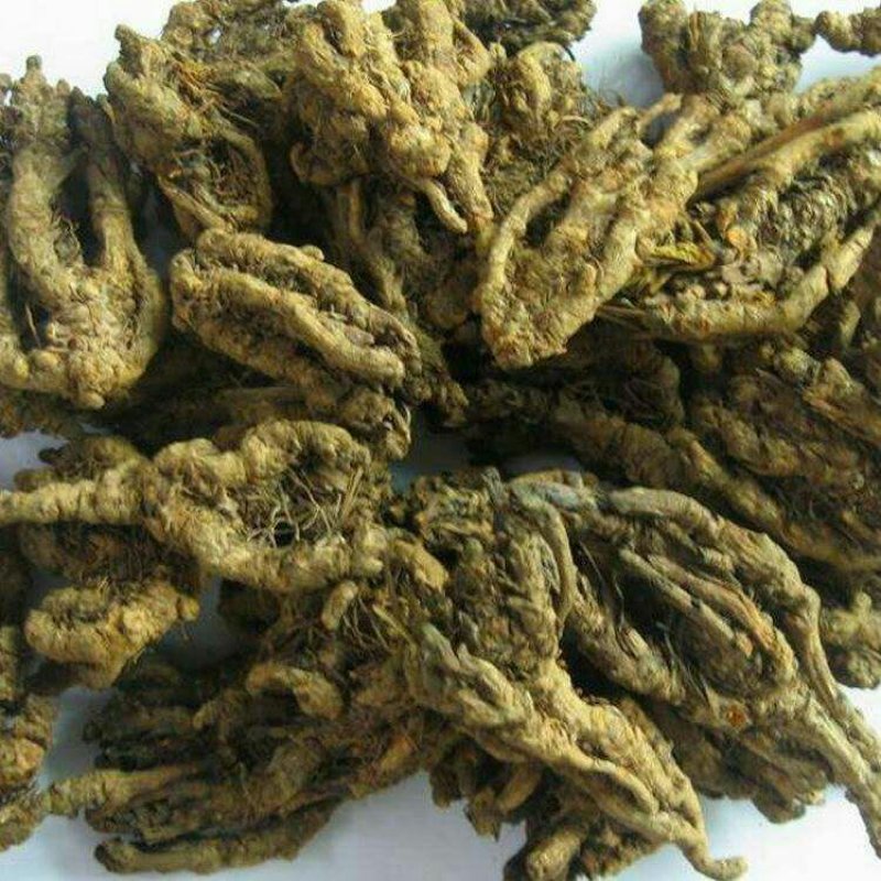 鸡爪黄连苗仿野生种植种植免费提供专业技术