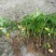 鸡爪黄连苗仿野生种植种植免费提供专业技术