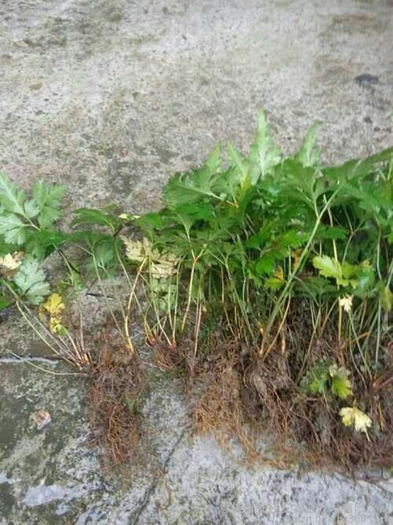 鸡爪黄连苗仿野生种植种植免费提供专业技术