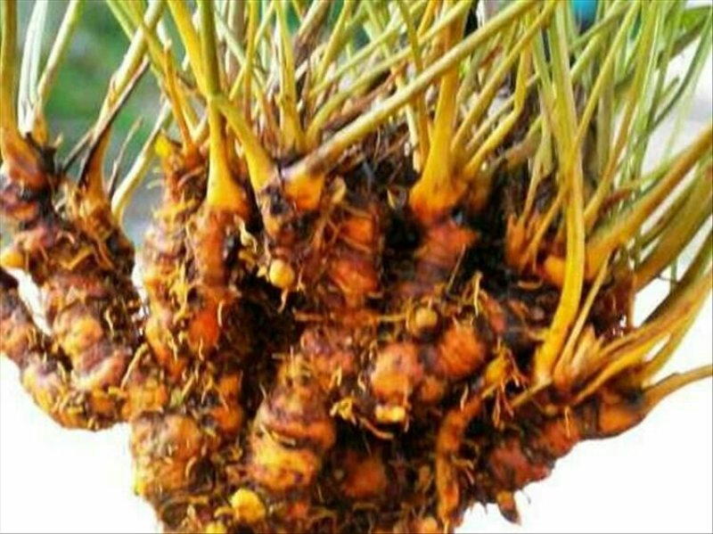 鸡爪黄连苗仿野生种植种植免费提供专业技术