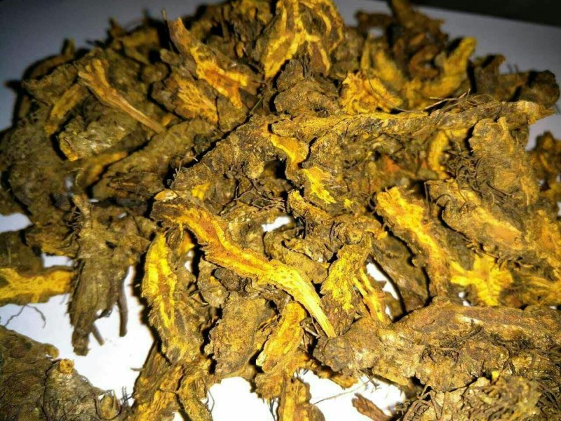 鸡爪黄连苗仿野生种植种植免费提供专业技术