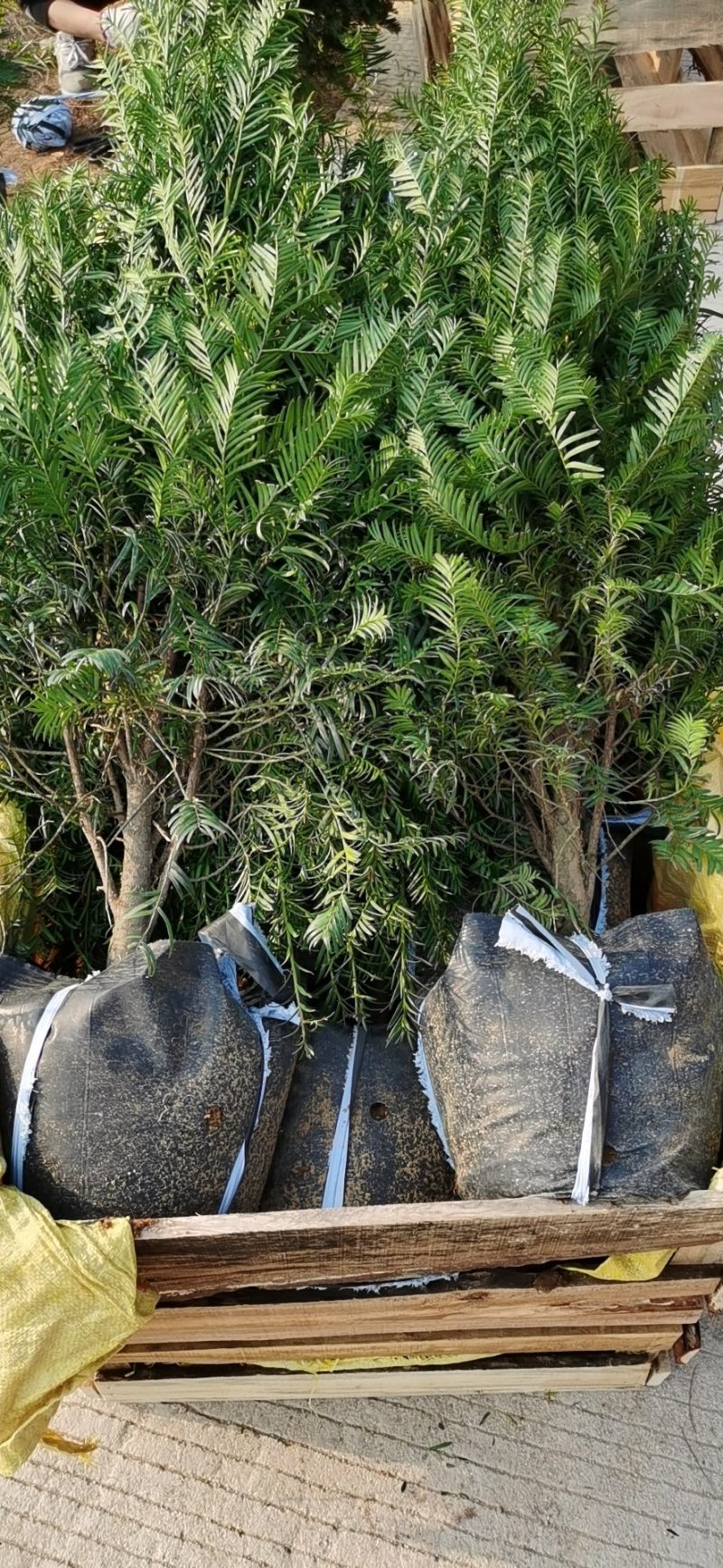 老盆南方红豆杉盆栽高度70公分以上带盆发货