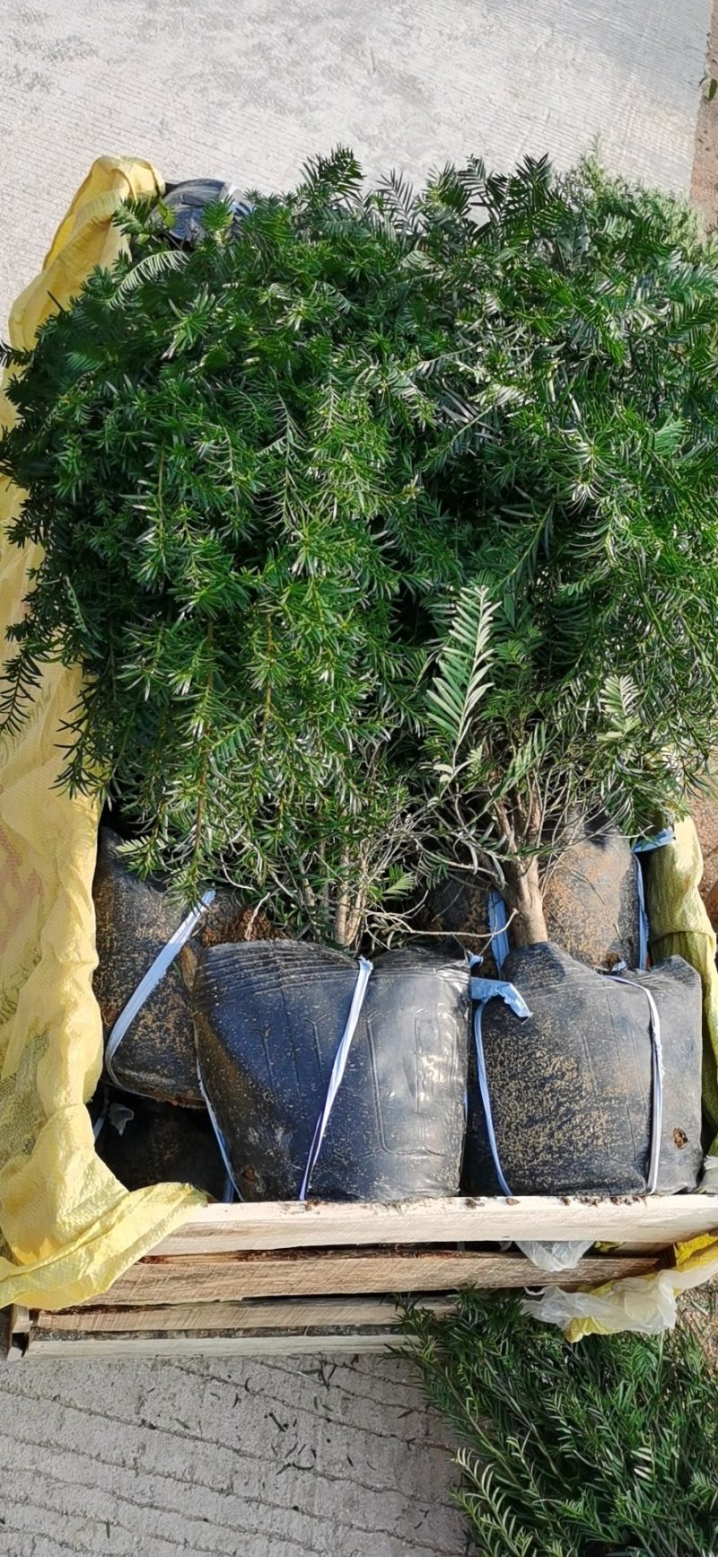 老盆南方红豆杉盆栽高度70公分以上带盆发货