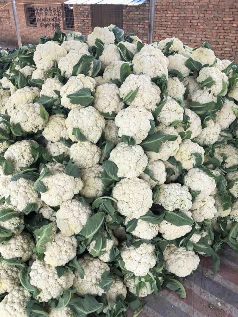 精品菜花小米花，有机花1.7-2.5斤左右，产地直供。