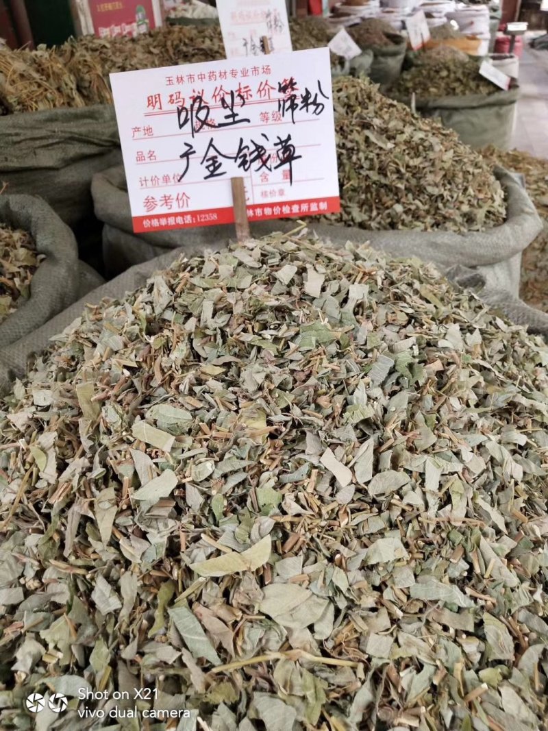 广金钱草新货，桂林货，切片筛粉袋装、积压件