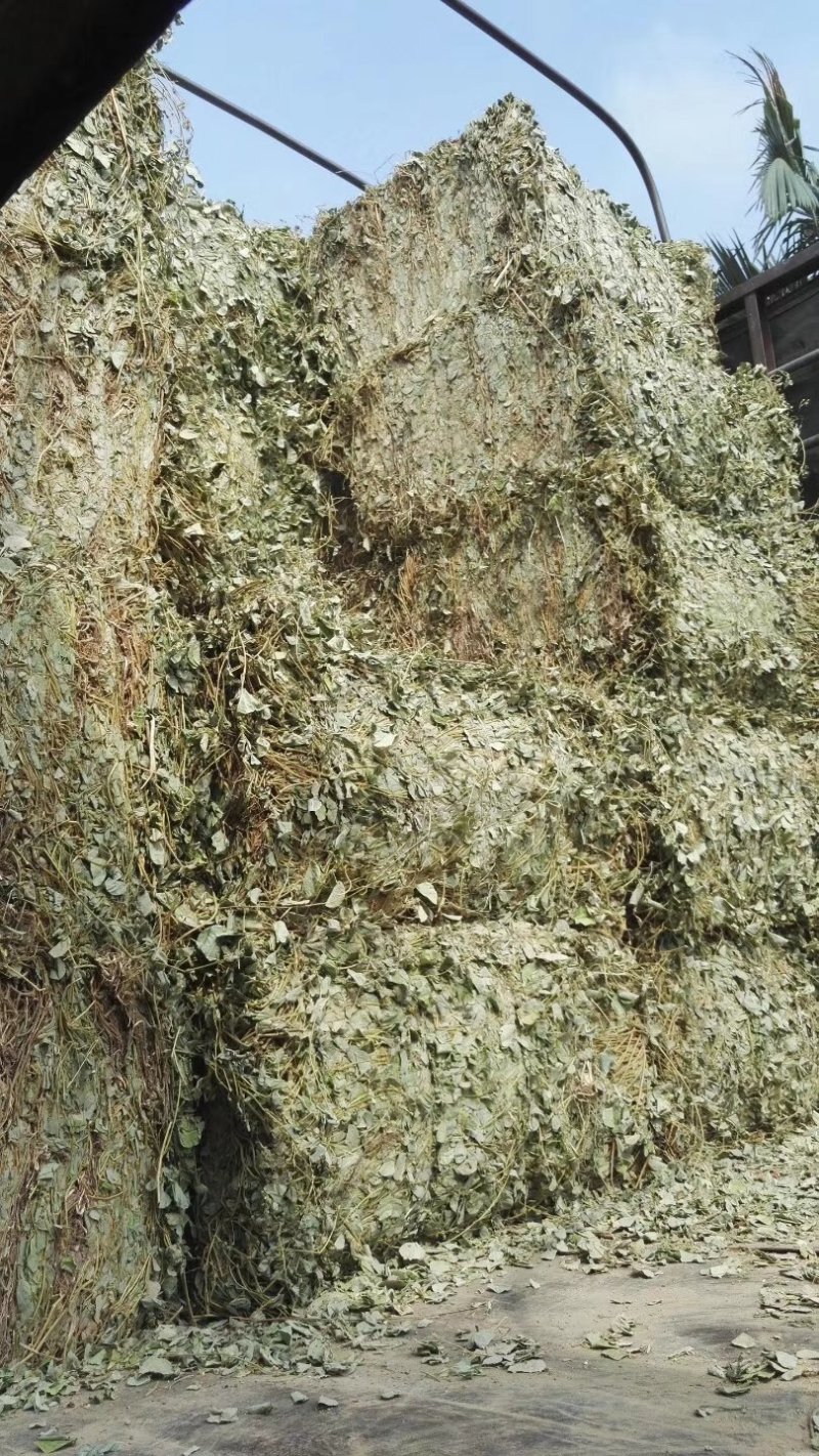 广金钱草新货，桂林货，切片筛粉袋装、积压件