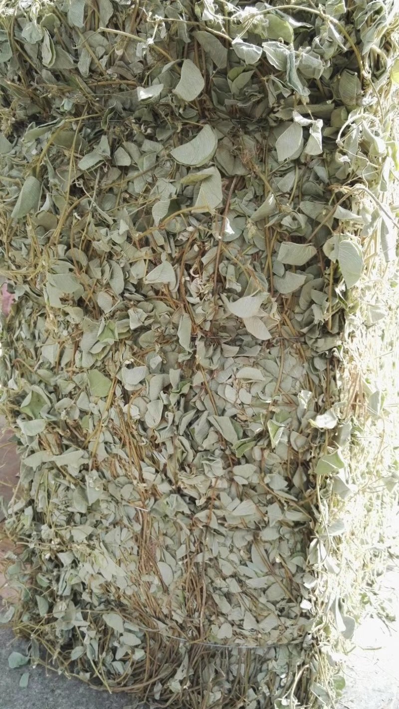 广金钱草新货，桂林货，切片筛粉袋装、积压件