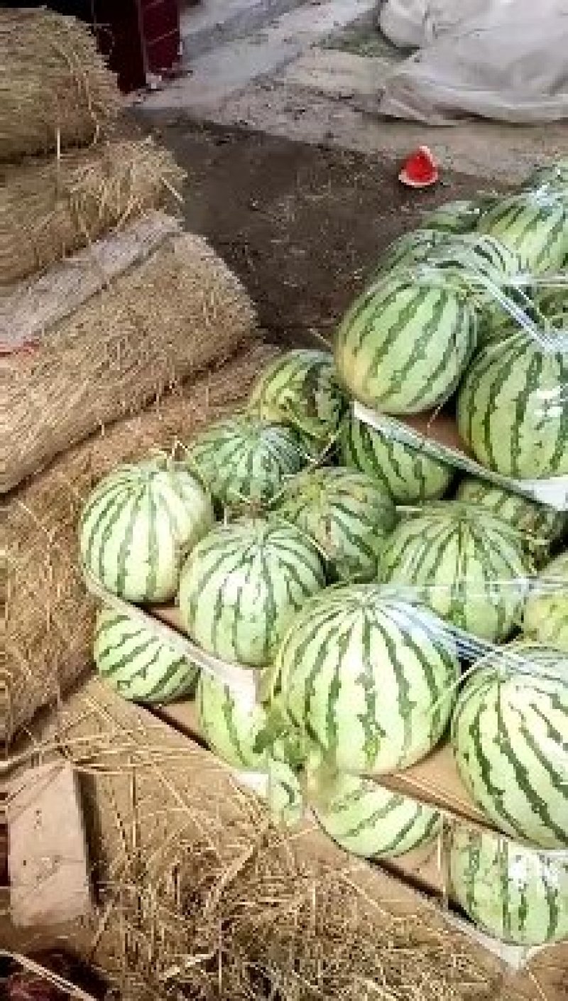 精品美都，西瓜产地直供保质保量货源充足，