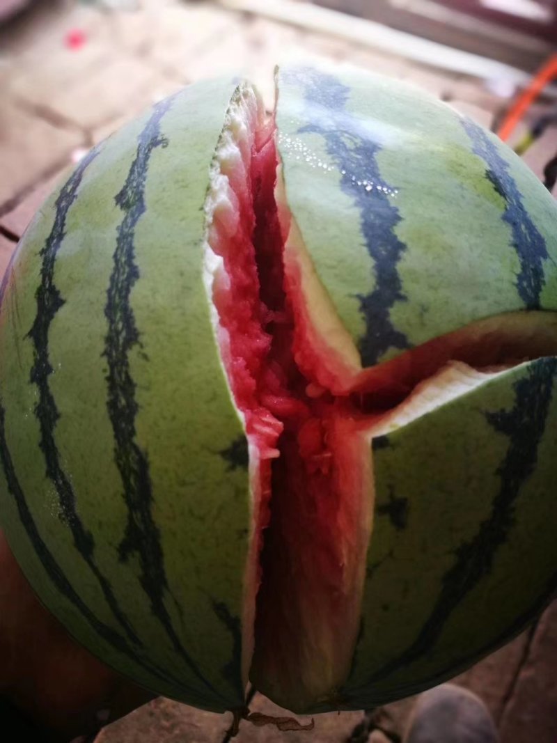 精品美都，西瓜产地直供保质保量货源充足，