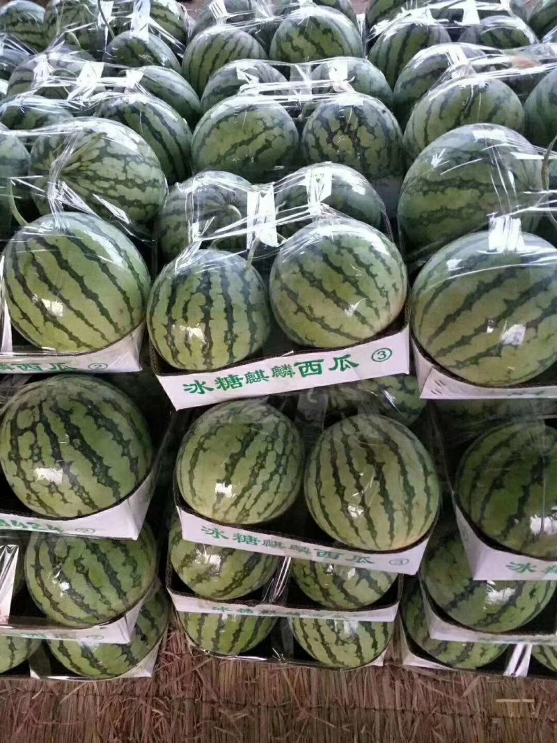 精品美都，西瓜产地直供保质保量货源充足，