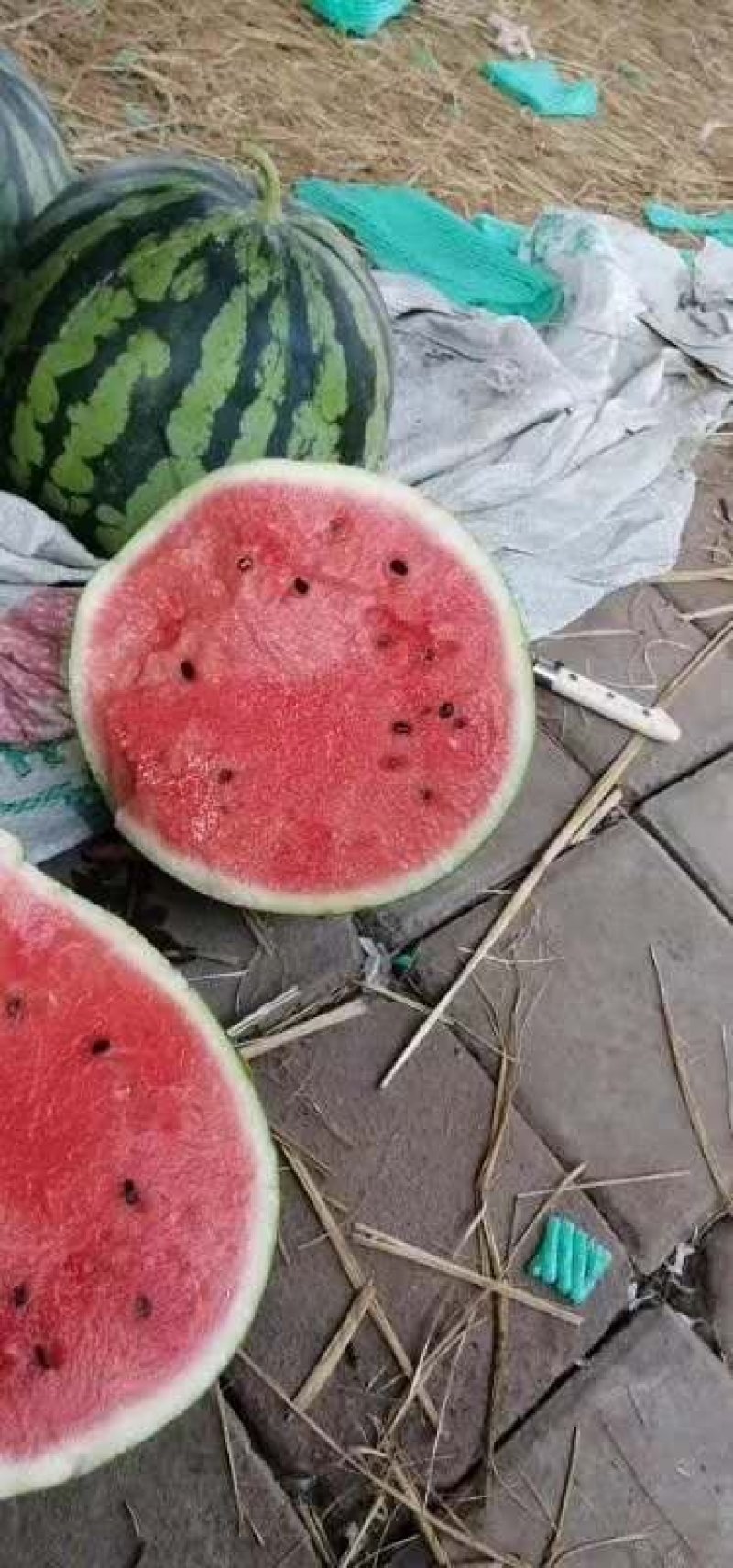 精品美都，西瓜产地直供保质保量货源充足，