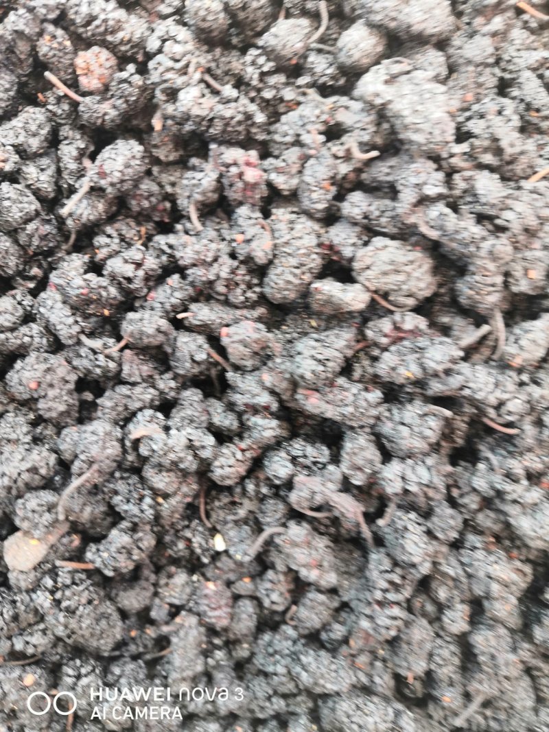 黑桑葚规格其全一手货源价格优！量大包邮。