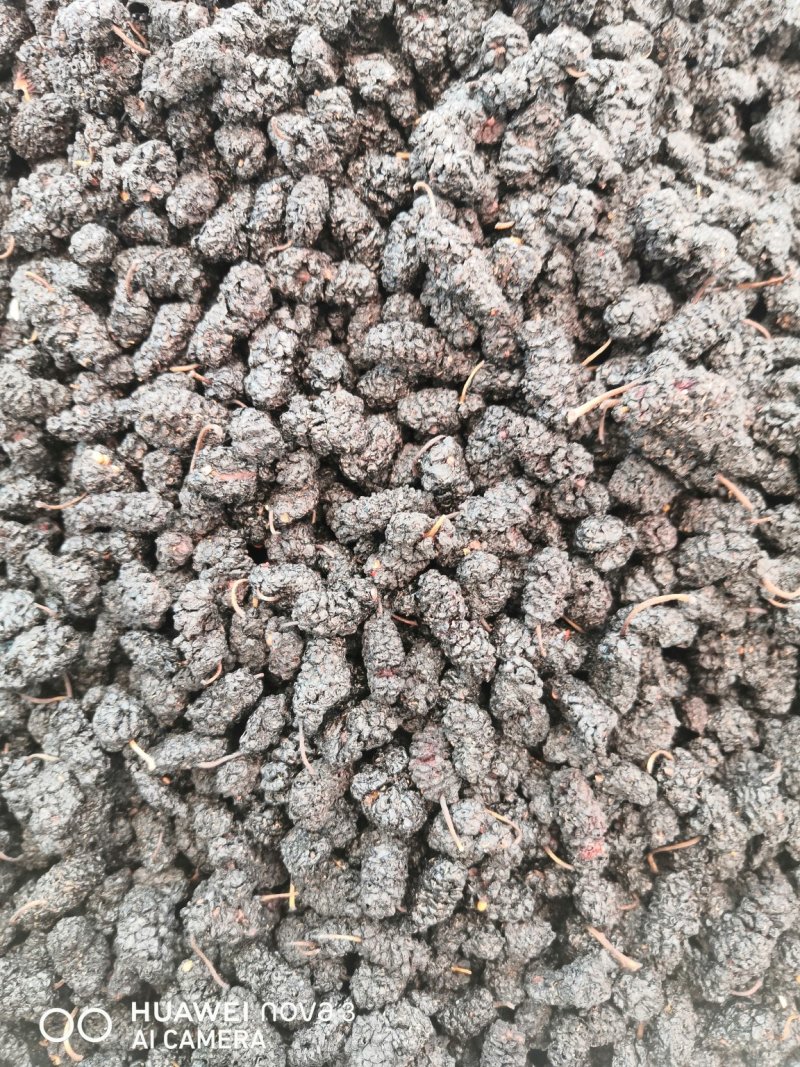 黑桑葚规格其全一手货源价格优！量大包邮。