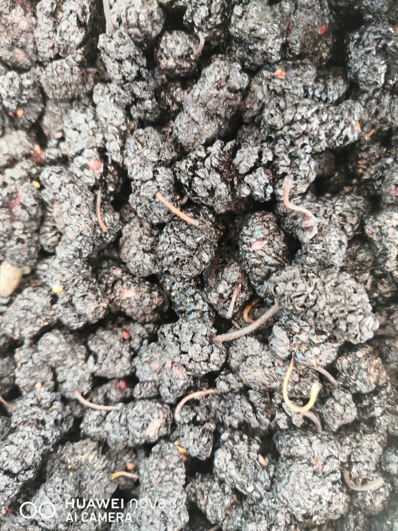 黑桑葚规格其全一手货源价格优！量大包邮。