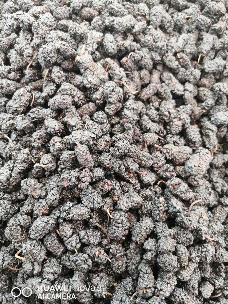 黑桑葚规格其全一手货源价格优！量大包邮。