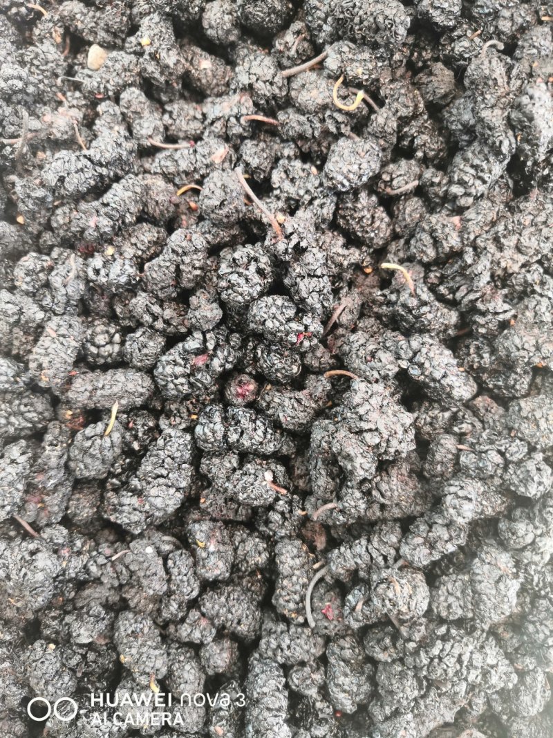 黑桑葚规格其全一手货源价格优！量大包邮。