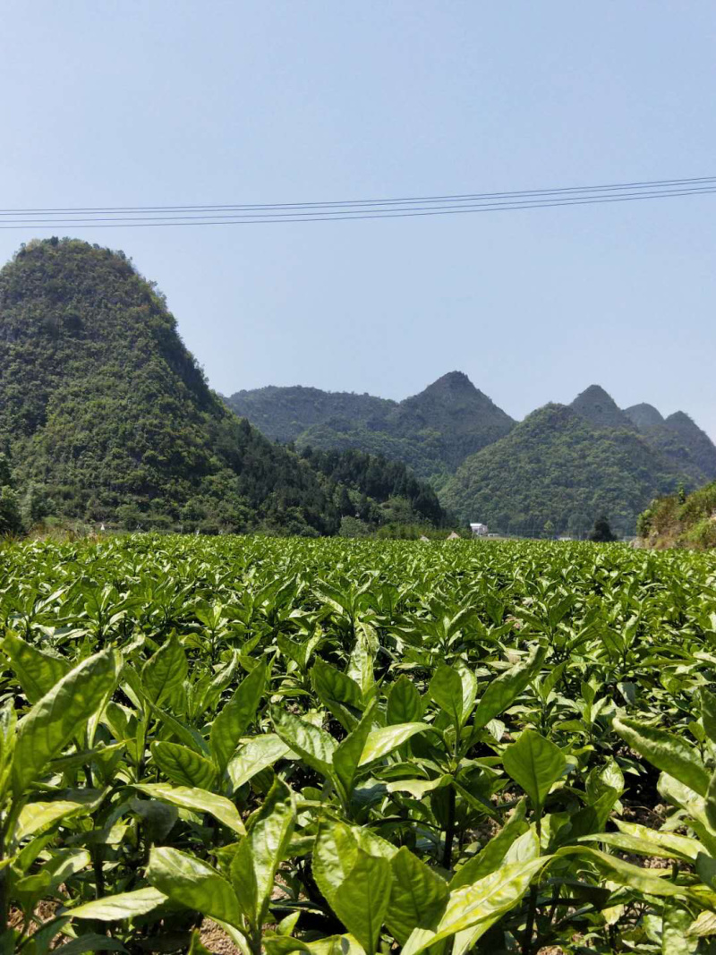 贵州零污染农家南板蓝根