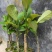 波萝蜜苗，榴莲菠萝蜜苗，正品保证，带土球发货，包邮。