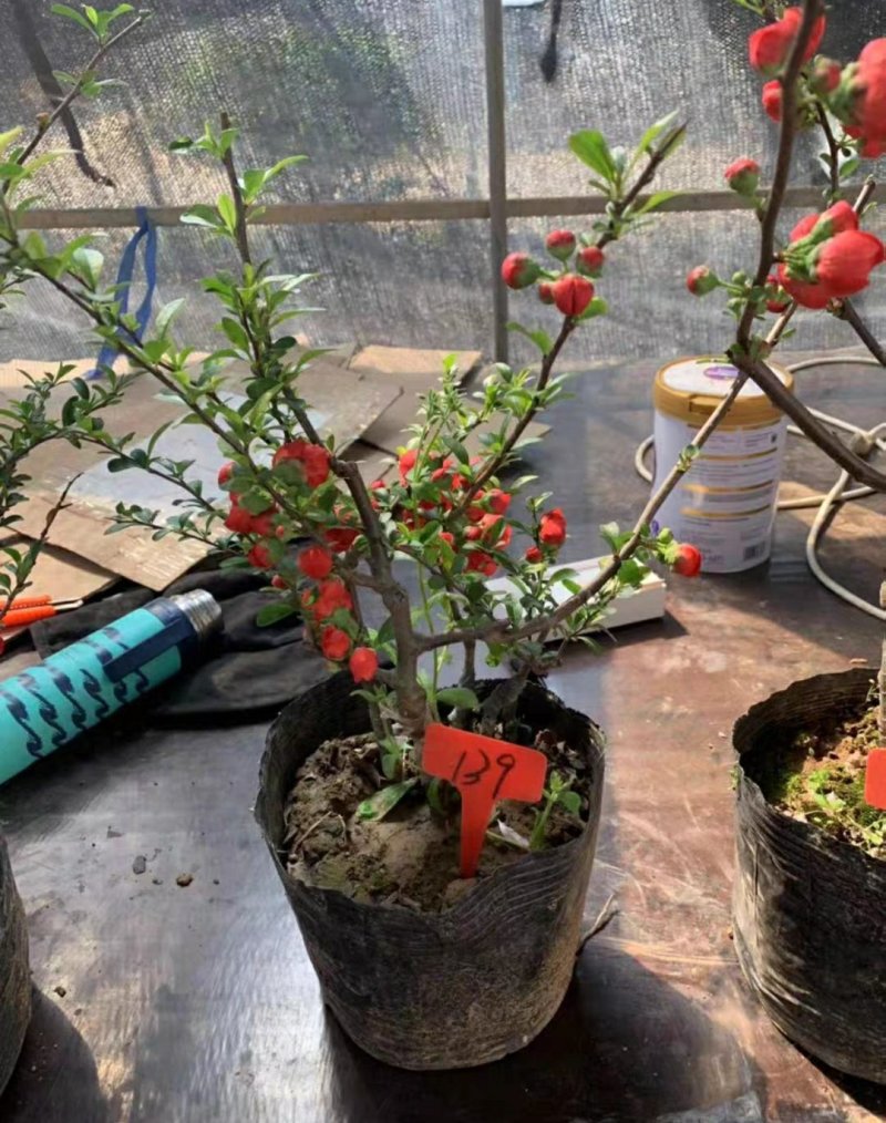 日本长寿冠海棠花盆栽植物海棠花苗庭院室内海棠可视频选苗