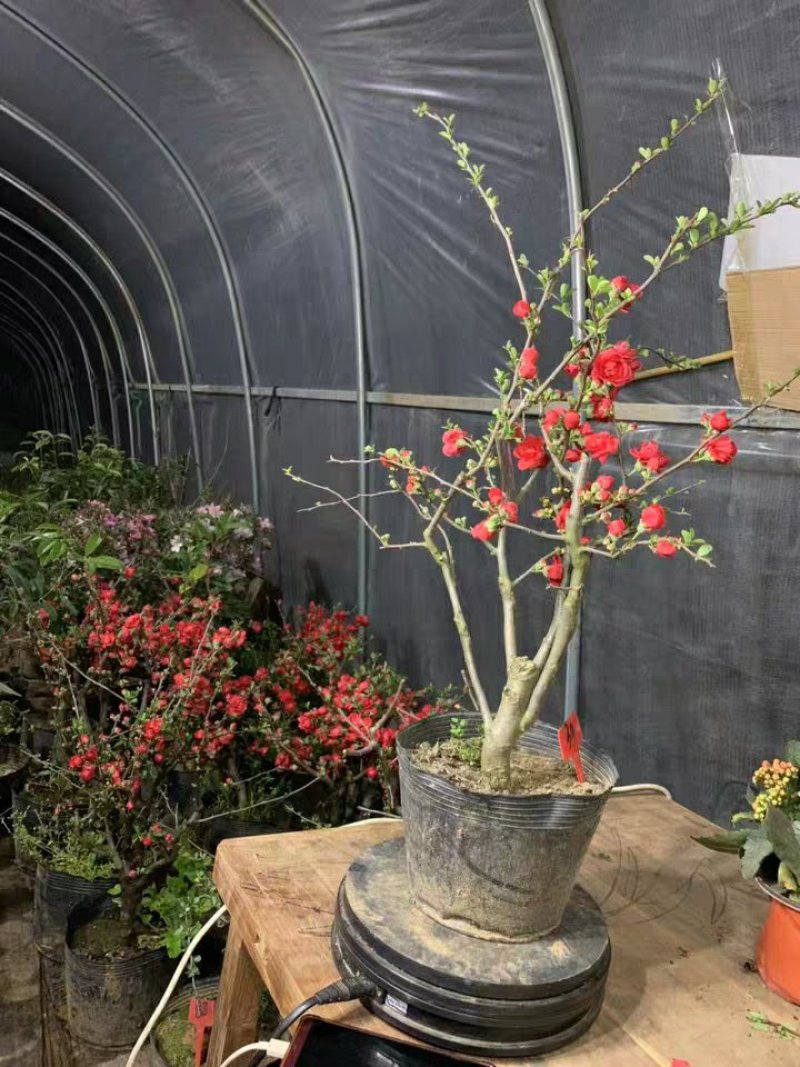 日本长寿冠海棠花盆栽植物海棠花苗庭院室内海棠可视频选苗