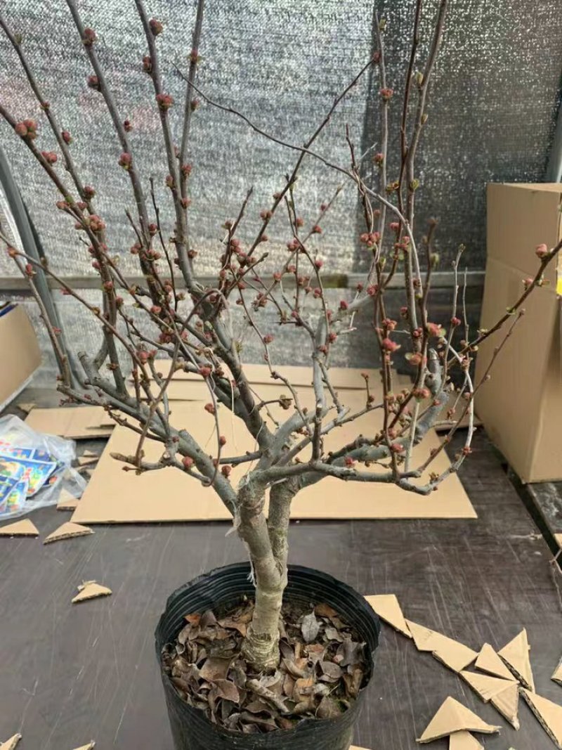日本长寿冠海棠花盆栽植物海棠花苗庭院室内海棠可视频选苗