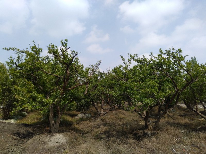 石榴树，古桩石榴，古桩石榴销售，可视频看货