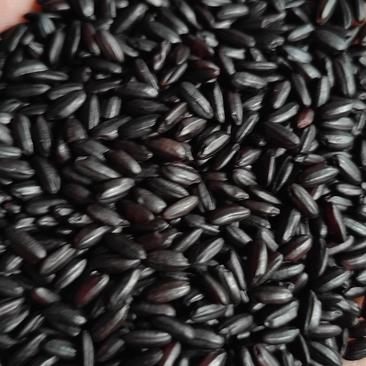 黑紫米，做米饭，熬粥都可以货源充足量大从优