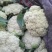 有机菜花。量大从优。电话联系