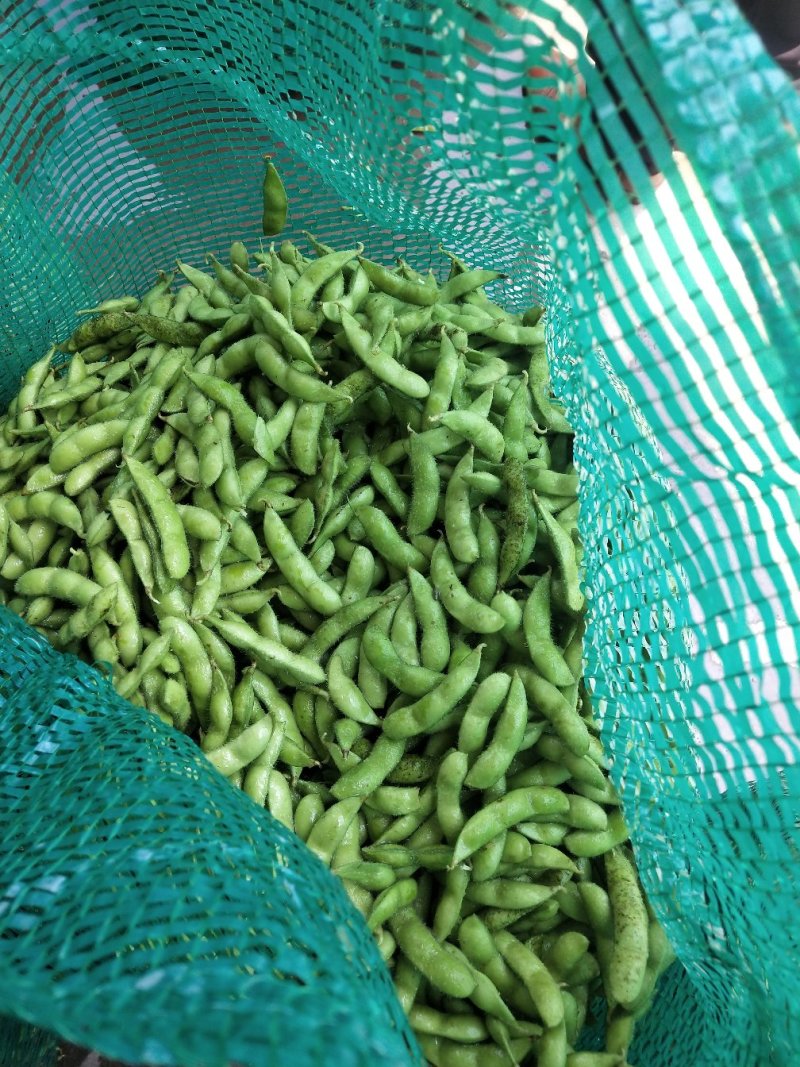 毛豆大量上市了棵立饱满提供返程车。