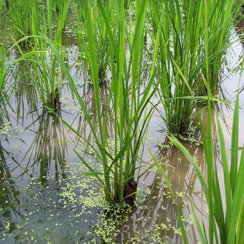 茭白苗子茭白种苗高产双季茭白苗子四季茭白