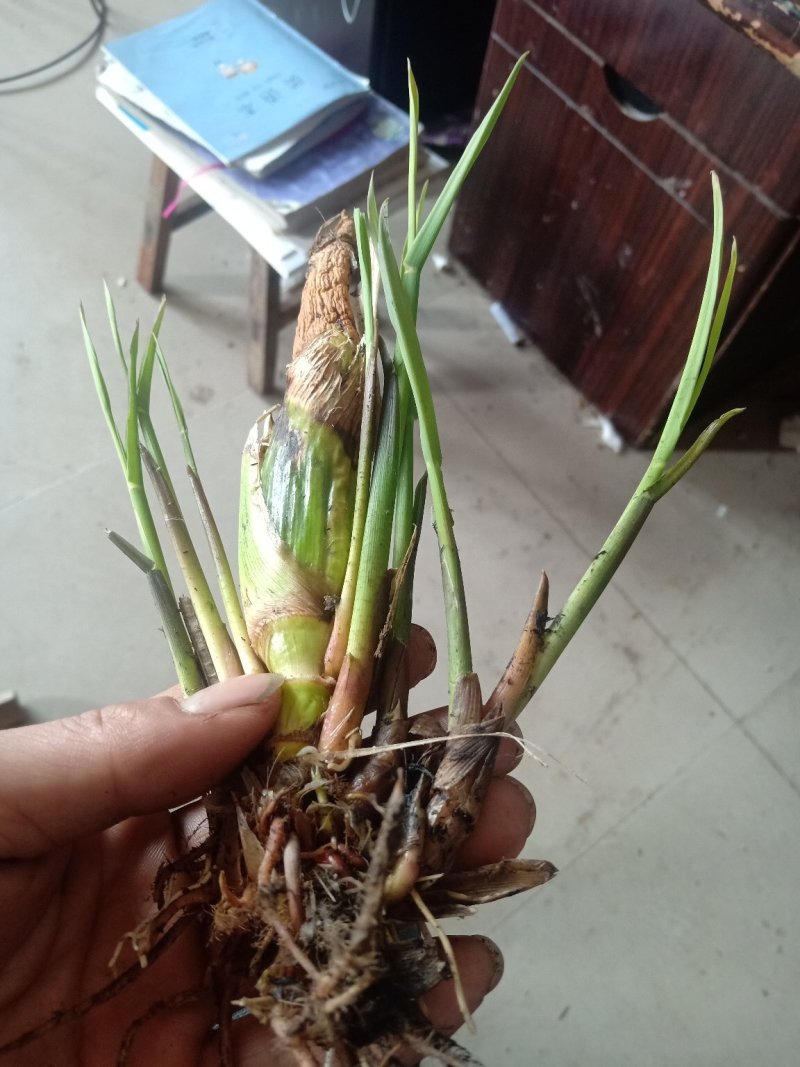 茭白苗子茭白种苗高产双季茭白苗子四季茭白